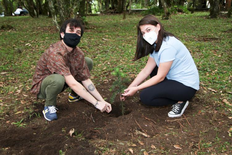plantio de araucárias