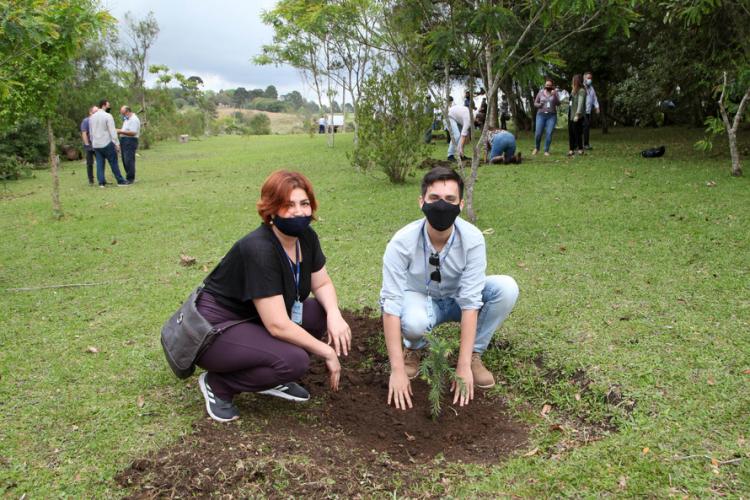 plantio de araucárias