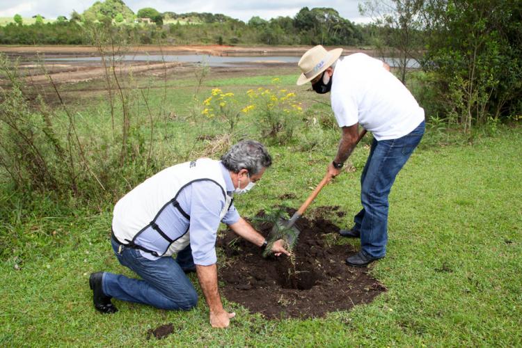 plantio de araucárias