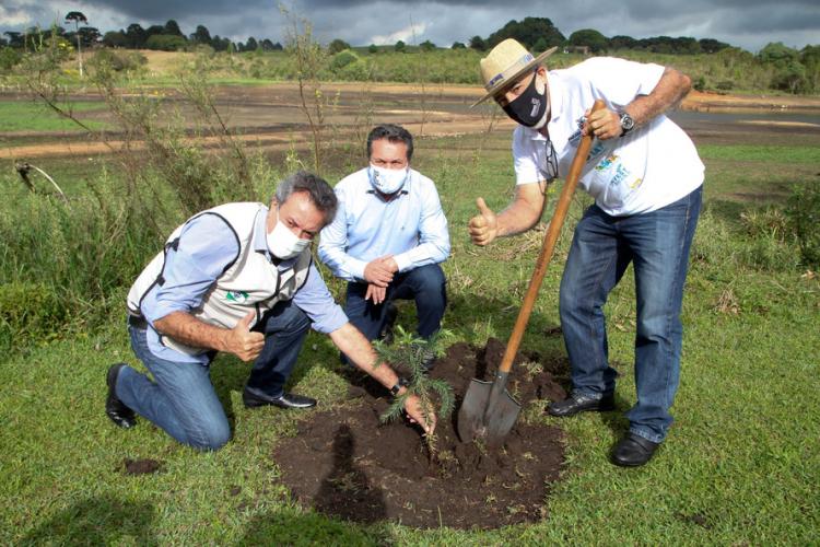 plantio de araucárias