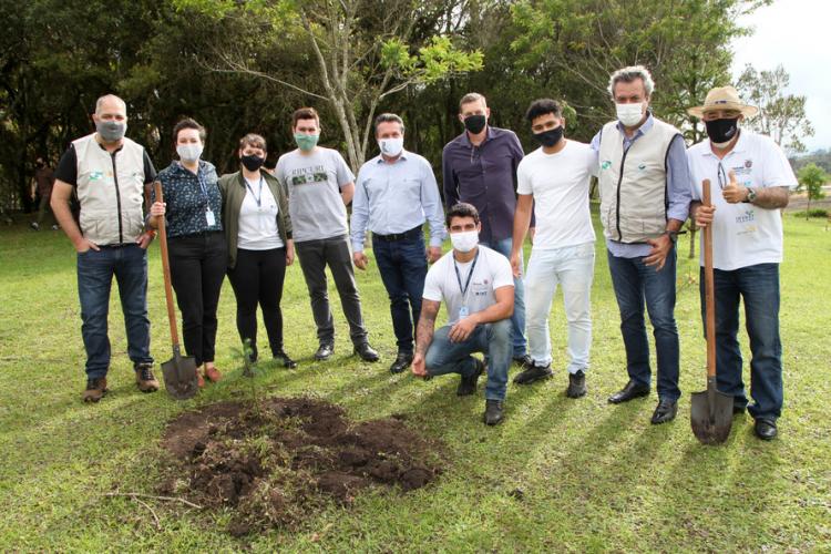 plantio de araucárias