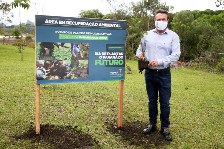 plantio de araucárias