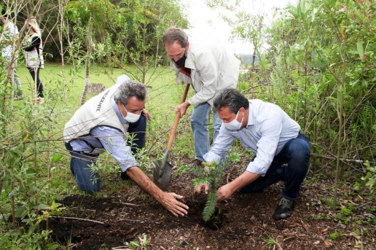 plantio de araucárias