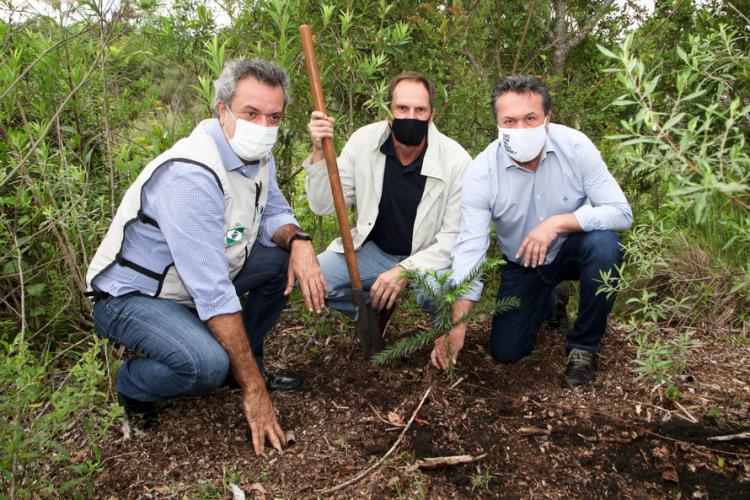 plantio de araucárias