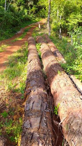 resultados operação mata atlântica