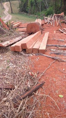 resultados operação mata atlântica