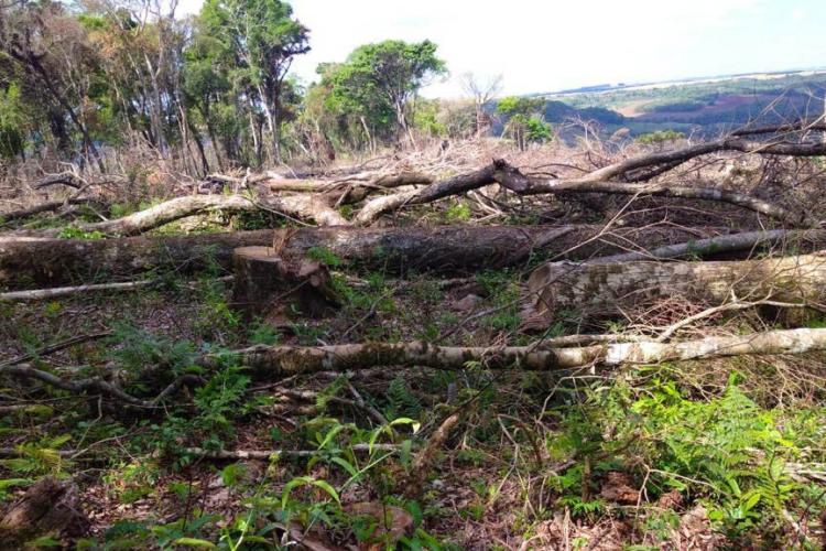 resultados operação mata atlântica