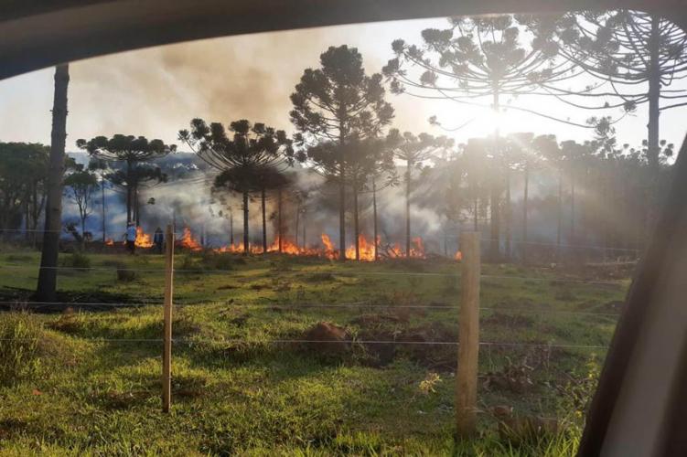 resultados operação mata atlântica