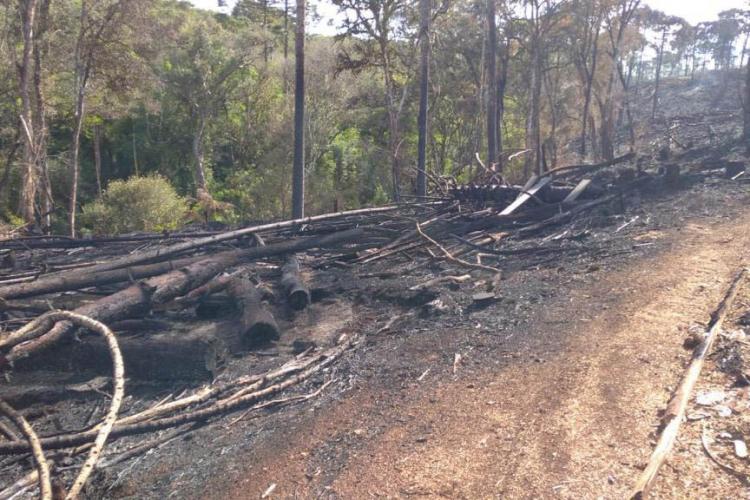 resultados operação mata atlântica