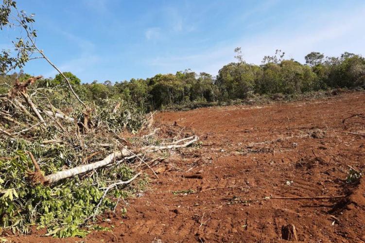 resultados operação mata atlântica