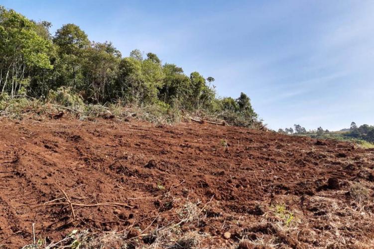 resultados operação mata atlântica