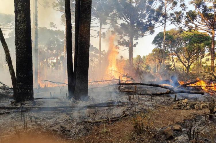 resultados operação mata atlântica