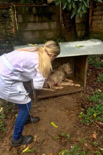 maus-tratos a animais domésticos