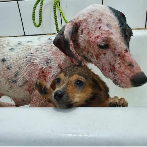 maus-tratos a animais domésticos