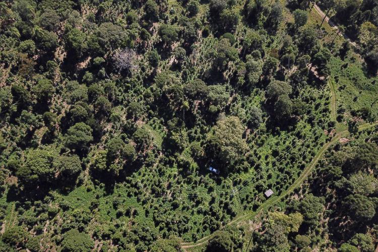 Cadastro descomplica manejo agroflorestal de maneira sustentável.