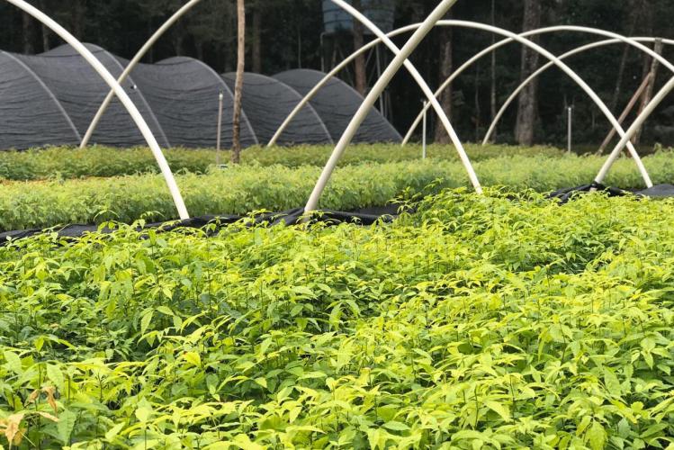 O Instituto Água e Terra (IAT), vinculado à Secretaria do Desenvolvimento Sustentável e do Turismo (Sedest), firmou parceria com o Distrito 4710 do Rotary International para o plantio de 250 mil árvores nativas. - Foto: IAT