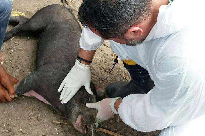 Pesquisa pretende prever possíveis pandemias provocadas pela relação do homem com os animais . Foto: Adapa