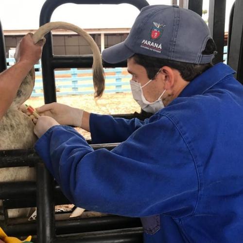 Pesquisa pretende prever possíveis pandemias provocadas pela relação do homem com os animais . Foto: Adapa