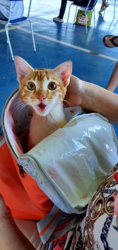 O CastraPet, Programa Permanente de Esterilização de Cães e Gatos, estará em Piraquara, entre os dias 25 e 29 de maio, para castrar mais de 700 animais domésticos no município. Foto:SEDEST