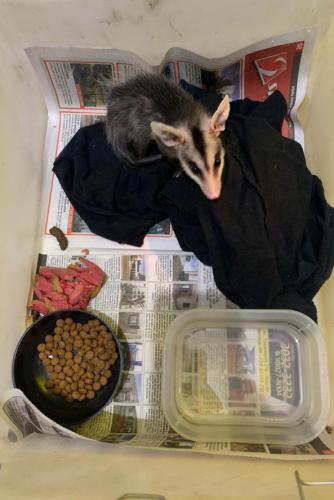 apreensão de animais