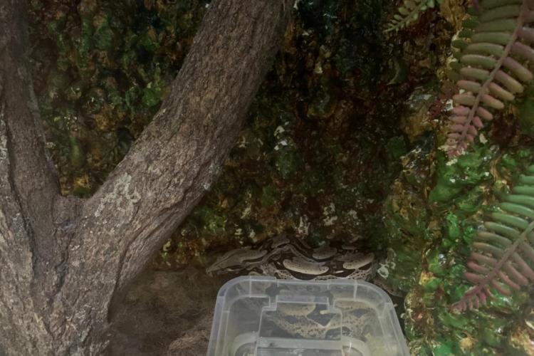 apreensão de animais