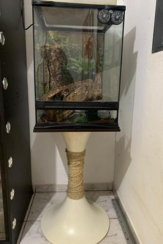 apreensão de animais