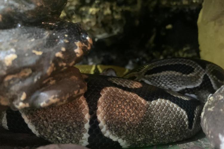 apreensão de animais