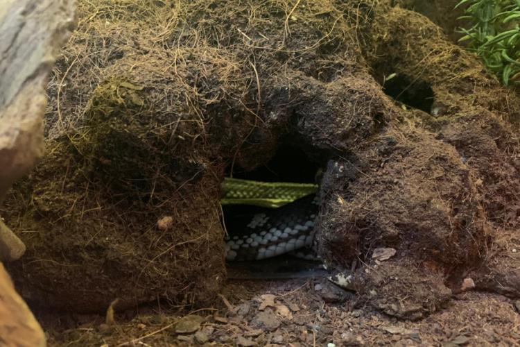 apreensão de animais