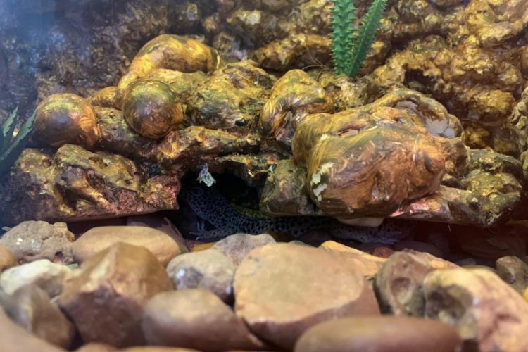 apreensão de animais