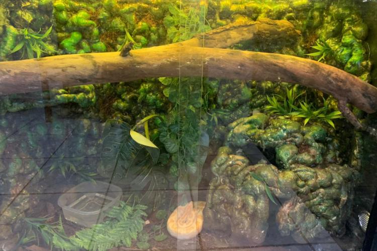 apreensão de animais