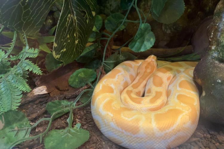 apreensão de animais