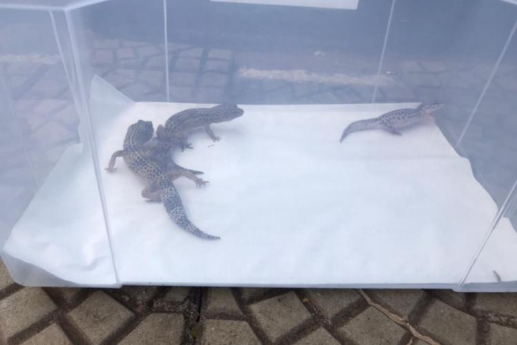 apreensão de animais