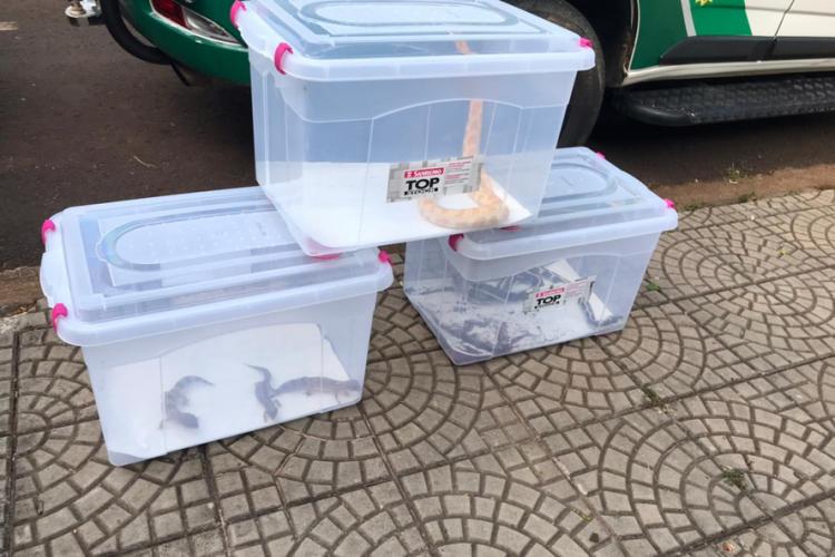 apreensão de animais