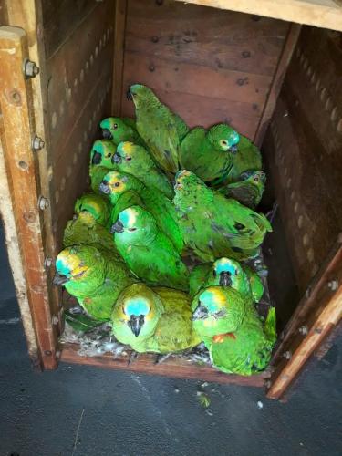 IAT encaminha para tratamento 58 aves nativas feridas após tempestade . Foto: IAT/Força Verde