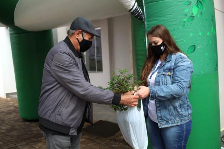 Distribuição de mudas Pitanga