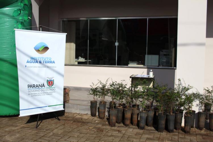 Distribuição de mudas Pitanga