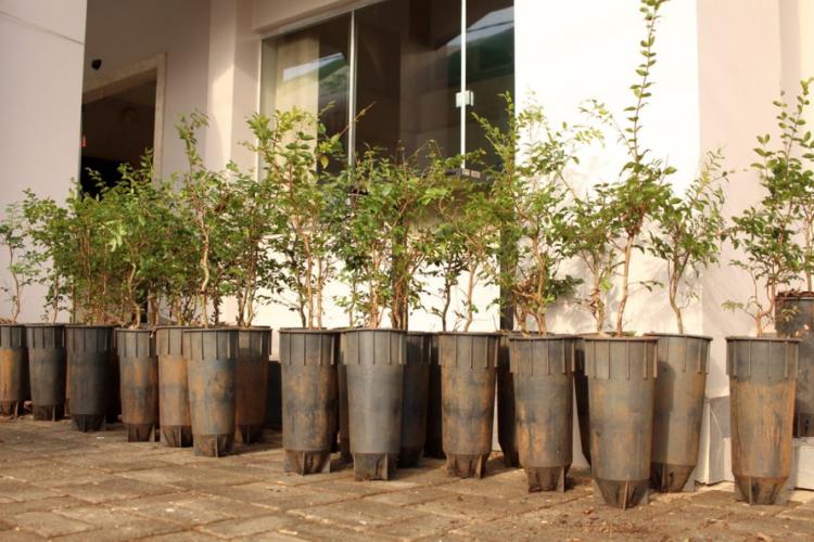 Distribuição de mudas Pitanga