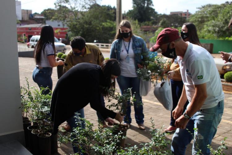 Distribuição de mudas Pitanga