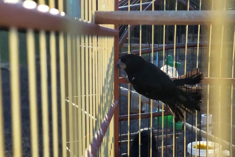 soltura de pássaros