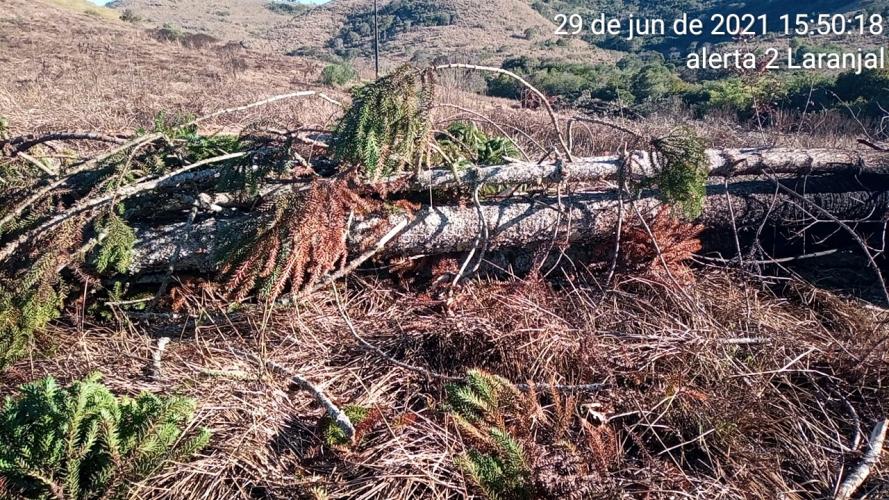 Fiscais do Instituto Água e Terra (IAT) identificaram mais de 100 hectares (ha) de desmatamento na região Centro-Sul do Estado, na última semana. O IAT é um órgão vinculado à Secretaria do Desenvolvimento Sustentável e do Turismo (Sedest). - Curitiba, 05/07/2021 - Foto: SEDEST/IAT
