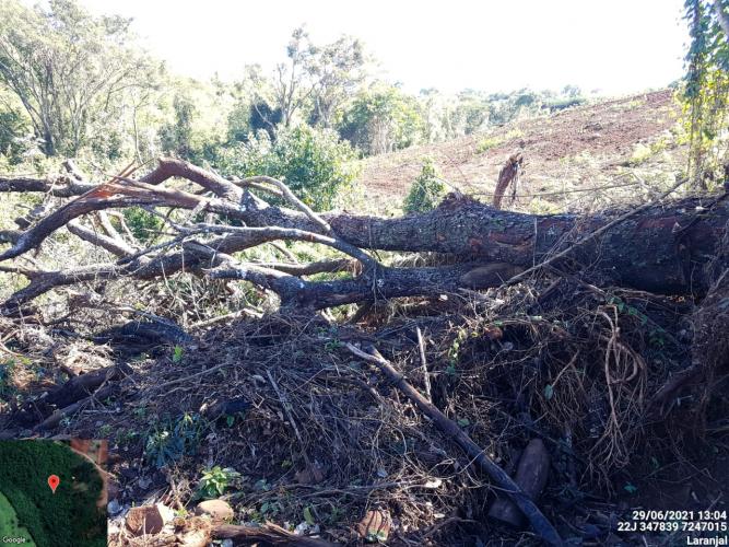 Fiscais do Instituto Água e Terra (IAT) identificaram mais de 100 hectares (ha) de desmatamento na região Centro-Sul do Estado, na última semana. O IAT é um órgão vinculado à Secretaria do Desenvolvimento Sustentável e do Turismo (Sedest). - Curitiba, 05/07/2021 - Foto: SEDEST/IAT