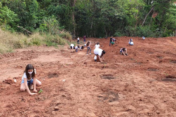 Plantando árvores