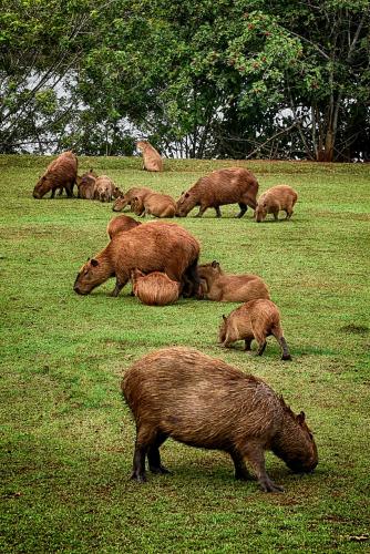Edital seleciona empresas para revisão e atualização da lista de espécies ameaçadas em extinção no Paraná - Capivara