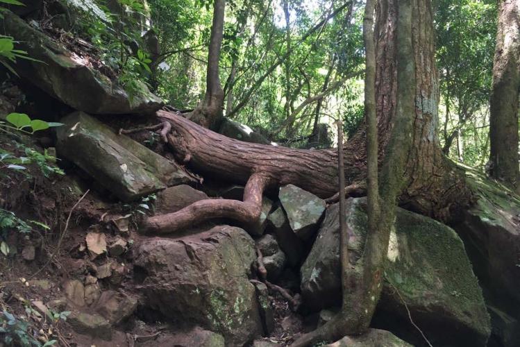 Trilha São Francisco