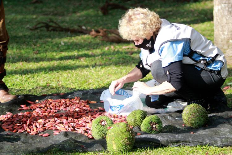 Colheita do pinhão é liberada nesta sexta-feira desde que esteja maduro