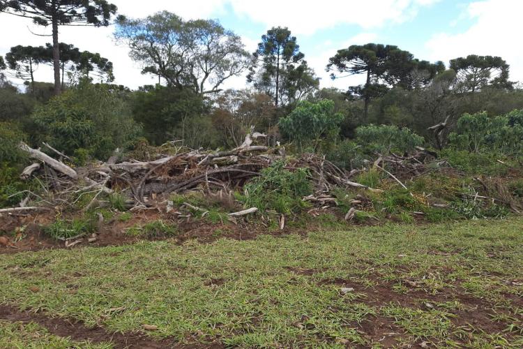 Fiscalização do IAT identifica 336 hectares de desmatamento e resulta em multas de R$2,33 milhões