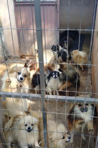 IAT encontra mais de 150 animais identificados com sinais de maus-tratos em Pato Branco