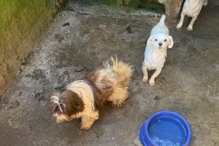 IAT encontra mais de 150 animais identificados com sinais de maus-tratos em Pato Branco