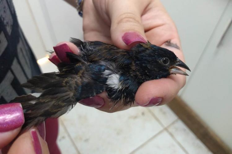 Instituto Água e Terra institui Frente de Especialistas em Reconhecimento de Animais Silvestres - Foto: Alessandro Vieira/SEDEST-Paraná