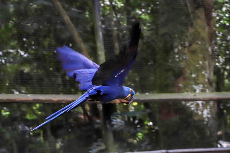 04/2019 - Foz do Iguaçu - Parque das Aves. Foto: José Fernando Ogura/ANPr